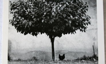 Carte postale L'arbre et la poule, sud de la France 1950 Edouard Boubat - 4€